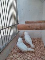 Koppel zebravinken, Dieren en Toebehoren, Vogels | Overige Vogels, Meerdere dieren, Tropenvogel, Geringd