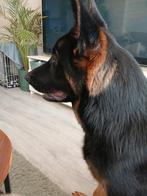 Duitse herder te koop, Dieren en Toebehoren, Honden | Herdershonden en Veedrijvers, Reu, CDV (hondenziekte), 1 tot 2 jaar, Eén hond