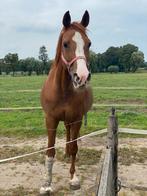 Weidemaatje aangeboden, Dieren en Toebehoren, Paarden, Merrie, 160 tot 165 cm, Recreatiepaard, 11 jaar of ouder