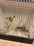 Koppel majoor putters, Dieren en Toebehoren, Vogels | Overige Vogels, Meerdere dieren, Wildzangvogel, Geringd