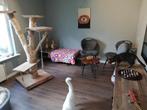 Ook vakantie voor uw kat? vakantie oppas katten, Diensten en Vakmensen, Dieren | Katten | Verzorging, Oppas en Les
