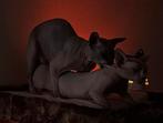 Zeer ervaren Sphynx dekkater HCM negatief sinds 2016 ., 6 jaar of ouder