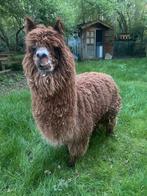 Alpaca hengst. Ong 3 jaar, Mannelijk, Voor 1 juli 2024