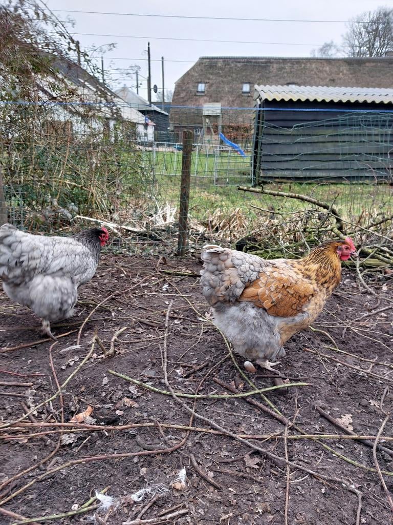 Broedeieren Orpington groot, Dieren en Toebehoren, Pluimvee, Geslacht onbekend, Kip