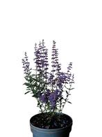 Perifskia paars 2 ltr. Tuincentrum kwaliteit, Ophalen, Overige soorten, Volle zon