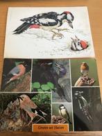 Vogels, Verzenden, 1980 tot heden, Ongelopen, Vogel