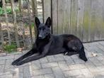 Herder kruising teef 2,5 jaar, Dieren en Toebehoren, Honden | Herdershonden en Veedrijvers, 1 tot 2 jaar, Teef, Eén hond, Herder