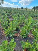 Laurier, prunus laurocerasus rotundifolia, Tuin en Terras, Planten | Struiken en Hagen, Ophalen of Verzenden, Laurier, 100 tot 250 cm