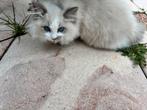 Regdoll volbloed eerste inenting gehad 11 weken oud, Kater, Ontwormd, 0 tot 2 jaar