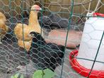 Cochin kriel hen en haan gratis, Dieren en Toebehoren, Pluimvee, Meerdere dieren, Kip