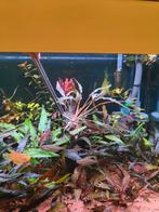 Cryptocoryne plant, Dieren en Toebehoren, Vissen | Aquaria en Toebehoren, Ophalen of Verzenden, Nieuw, Plant(en), Steen of Hout