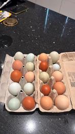 Mooie gekleurde broedeieren kleurlegger, Dieren en Toebehoren, Ophalen of Verzenden, Zo goed als nieuw, Overige typen