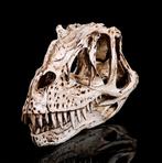 Ceratosaurus Schedel / Dinosaurus Doodskop Anatomie Skull, Ophalen of Verzenden, Nieuw