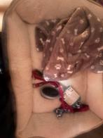 Mand borstel brokjes, Dieren en Toebehoren, Ophalen, Hond