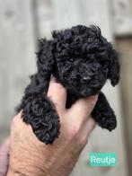 TOY POEDEL PUPPY'S  ZE KUNNEN NU HET NEST VERLATEN, Dieren en Toebehoren, Poedel, 8 tot 15 weken, CDV (hondenziekte), Meerdere