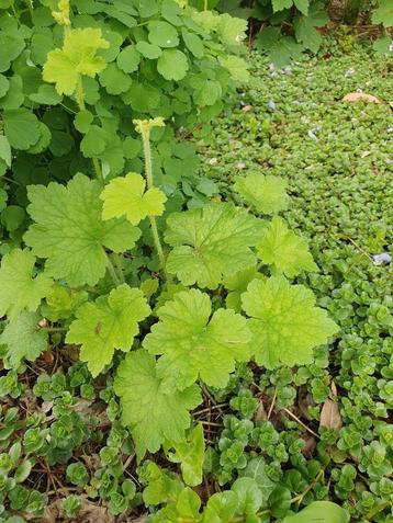  1 tiarella plantje 