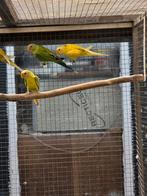Pruimekop mutaties, Dieren en Toebehoren, Vogels | Parkieten en Papegaaien, Meerdere dieren, Parkiet