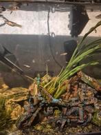 Garnalen / guppen, Dieren en Toebehoren, Vissen | Aquariumvissen, Vis