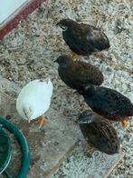 Chinese dwerg kwartels, Dieren en Toebehoren, Vogels | Overige Vogels, Meerdere dieren, Tropenvogel