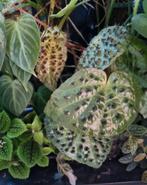 begonia ferox stek, Ophalen of Verzenden, Halfschaduw, Minder dan 100 cm