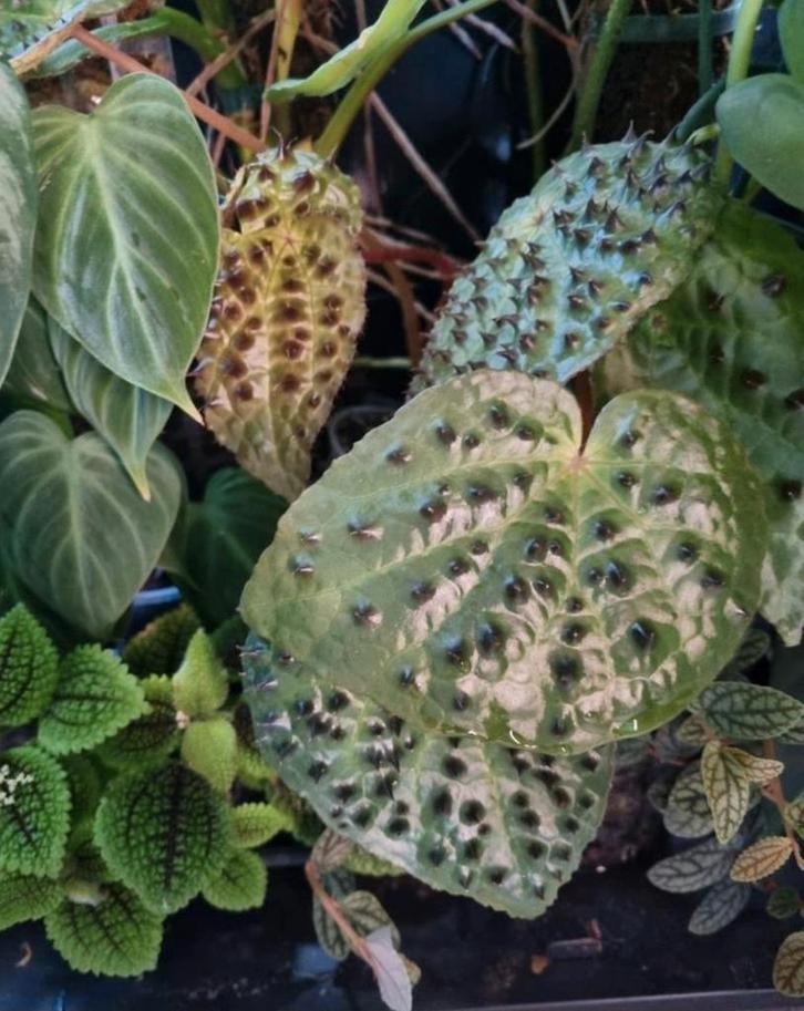 begonia ferox stek, Huis en Inrichting, Kamerplanten, Minder dan 100 cm, Halfschaduw, Ophalen of Verzenden