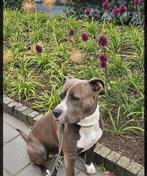Blue nose Stafford, Eén hond, 3 tot 5 jaar, Nederland, Particulier