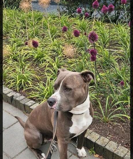 Blue nose Stafford, Dieren en Toebehoren, Honden | Bulldogs, Pinschers en Molossers, Reu, Overige rassen, Particulier, Eén hond