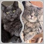 Maine coon kittens, Dieren en Toebehoren, Katten en Kittens | Raskatten | Langhaar, Meerdere dieren, Gechipt, 0 tot 2 jaar