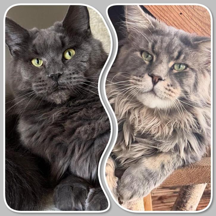 Maine coon kittens, Dieren en Toebehoren, Katten en Kittens | Raskatten | Langhaar, Meerdere dieren, 0 tot 2 jaar, Met stamboom