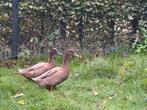 2 mooie loopeenden, Dieren en Toebehoren, Pluimvee, Geslacht onbekend, Eend
