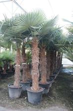 GEZOCHT plusminus 10 Palmbomen, Tuin en Terras, Planten | Bomen, In pot, Volle zon, 250 tot 400 cm, Bloeit niet