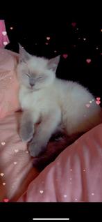 Britse korthaar kitten katertje 9mnd, Dieren en Toebehoren, Kater, Ontwormd, 0 tot 2 jaar