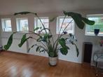 Strelitzia Nicolai - Paradijsvogelplant, Huis en Inrichting, Ophalen
