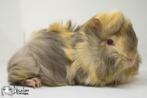 Lilac otter saffraan witte peruvian cavia, Dieren en Toebehoren, Cavia, Mannelijk, Tam, September