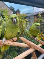 Te koop 2 geelnek amazone, Dieren en Toebehoren, Meerdere dieren, Papegaai, Pratend