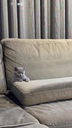 Kitten britse korthaar, Dieren en Toebehoren, Katten en Kittens | Raskatten | Korthaar, Poes