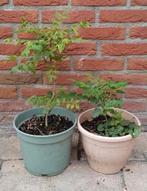 Chinese vernisboom, Koelreuteria paniculata Bio, Ophalen, Zomer, Volle zon, Overige soorten