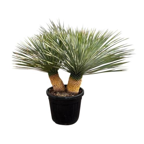 Meerstammige Yucca rostrata, ruime keuze snel thuisbezorgd., Tuin en Terras, Planten | Tuinplanten, Vaste plant, Overige soorten