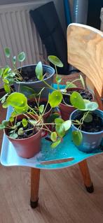 Pannekoekplant stekjes, Ophalen, Overige soorten, In pot, Minder dan 100 cm