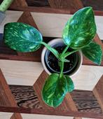 Philodendron Green Congo Nuclear/ Variegata/ Marble #1, Huis en Inrichting, Kamerplanten, Overige soorten, Minder dan 100 cm, Groene kamerplant