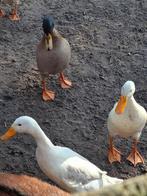 Te koop, 2 loopeenden, mannetjes, Dieren en Toebehoren, Mannelijk, Eend