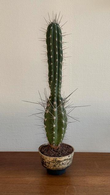 Cactus in vintage chamotte berkenstam pot beschikbaar voor biedingen
