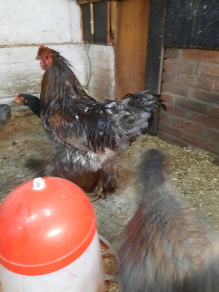 Brahma haan, Dieren en Toebehoren, Pluimvee, Kip, Mannelijk