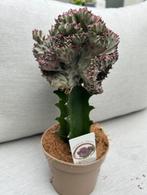 Cactus Euphorbia Lactea, Huis en Inrichting, Kamerplanten, Cactus, Minder dan 100 cm, Halfschaduw, Ophalen