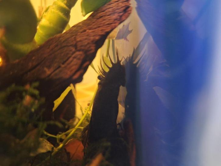 1x man borstelneus longfin, Dieren en Toebehoren, Vissen | Aquariumvissen, Zoetwatervis, Vis