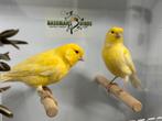 Gele kanaries, Dieren en Toebehoren, Vogels | Kanaries, Meerdere dieren, Kleurkanarie