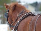 Groot assortiment tuigen voor uw marathonwagen, Dieren en Toebehoren, Paarden en Pony's | Hoofdstellen en Tuigage, Niet ingevuld