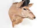 Grote opgezette koedoe hoorns kop Afrika antilope EYECATCHER, Ophalen of Verzenden, Gebruikt, Wild dier, Gewei of Kop