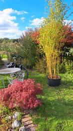 Gouden Bamboe - Prachtige Sierplant, Ophalen, Volle zon, Vaste plant, Siergrassen