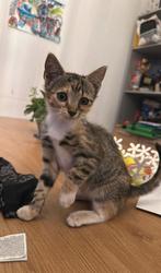 kittensss zoekken lief huisjee, Dieren en Toebehoren, Katten en Kittens | Overige Katten, Kater